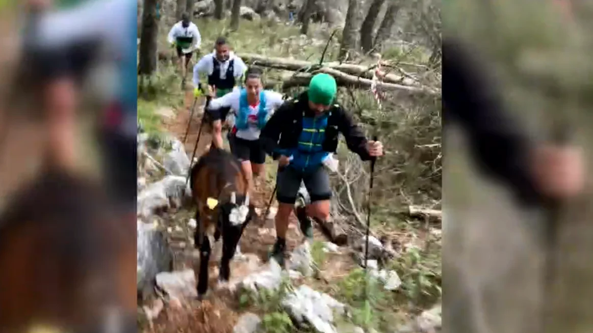 La cabra 'Bandolera' se une a los participantes en plena carrera La cabra 'Bandolera' se une a los participantes en plena carrera