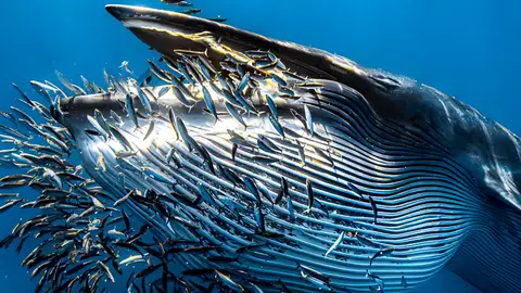 Fotografía premiada del español Rafa Fernández Fotografía premiada del español Rafa Fernández