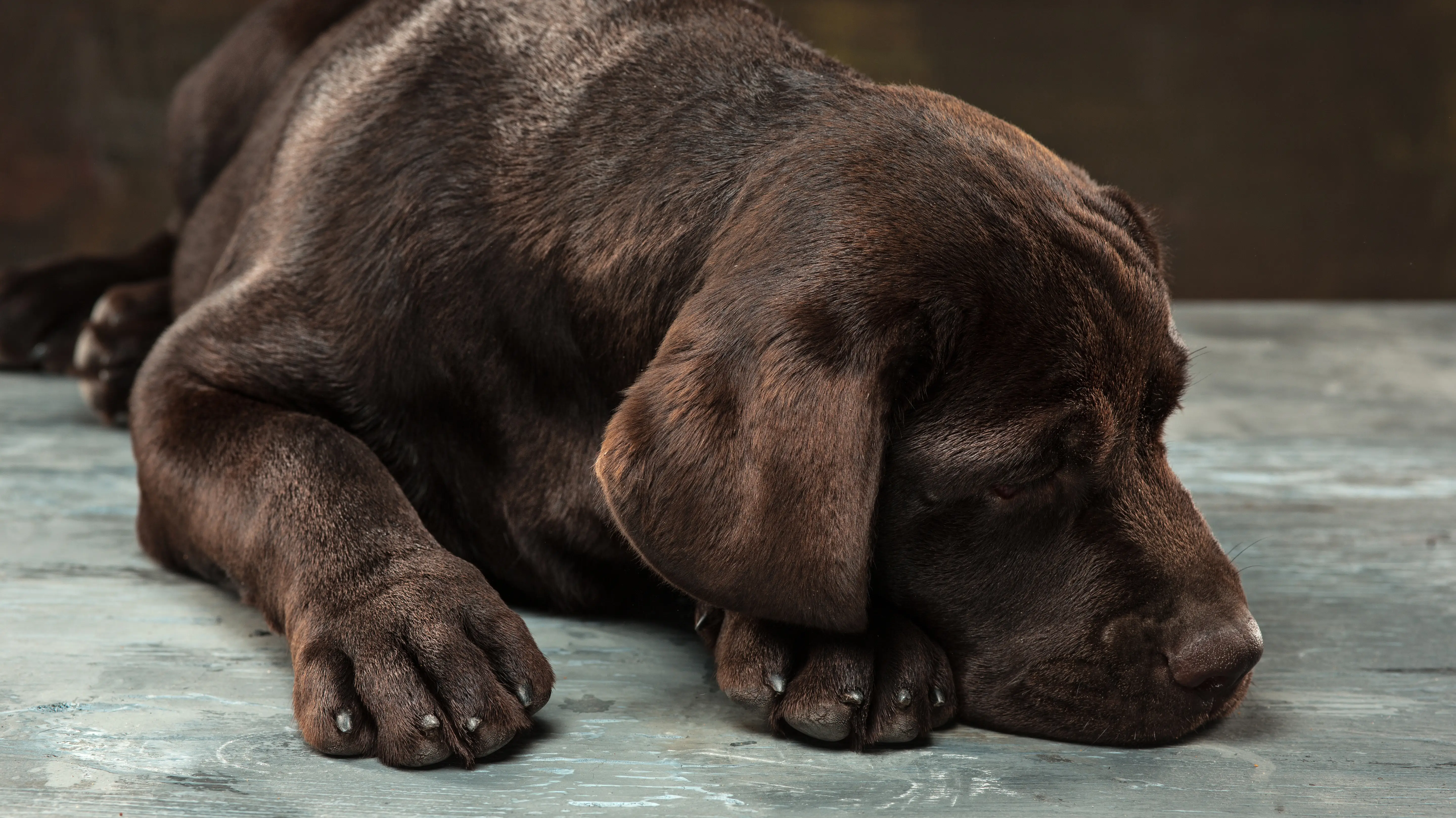 Imagen de archivo de un perro triste
