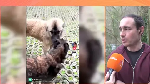 Se celebra el juicio por el presunto robo de mastín en Laredo: "La influencer ha reconocido haberlo hecho antes" Se celebra el juicio por el presunto robo de mastín en Laredo: "La influencer ha reconocido haberlo hecho antes"