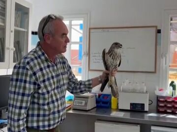 Liberada un águila en Gran Canaria tras tres años recuperándose de una grave fractura