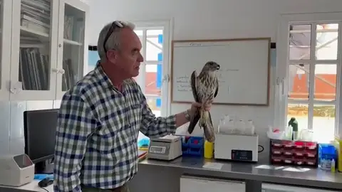 Liberada un águila en Gran Canaria tras tres años recuperándose de una grave fractura Liberada un águila en Gran Canaria tras tres años recuperándose de una grave fractura