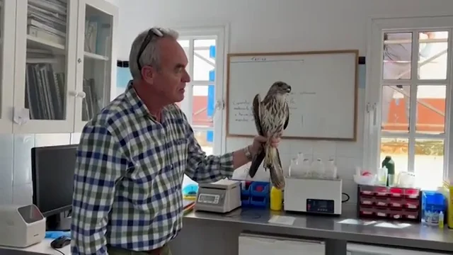 Liberada un águila en Gran Canaria tras tres años recuperándose de una grave fractura Liberada un águila en Gran Canaria tras tres años recuperándose de una grave fractura