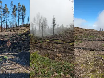 Varias ejemplos de zonas tratadas en Monteverde Varias ejemplos de zonas tratadas en Monteverde