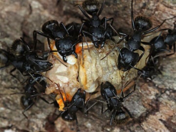 Hormigas en una foto de archivo