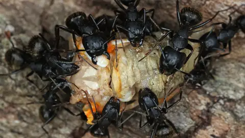 Hormigas en una foto de archivo Hormigas en una foto de archivo