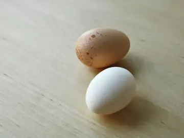 Huevos blancos y marrones Huevos blancos y marrones