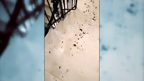 Le piden el dinero de la limpieza del edificio tras el presunto asesinato de su hijo: "¿Encima queréis que pague su sangre?" Le piden el dinero de la limpieza del edificio tras el presunto asesinato de su hijo: "¿Encima queréis que pague su sangre?"