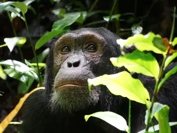 Chimpancé Chimpancé