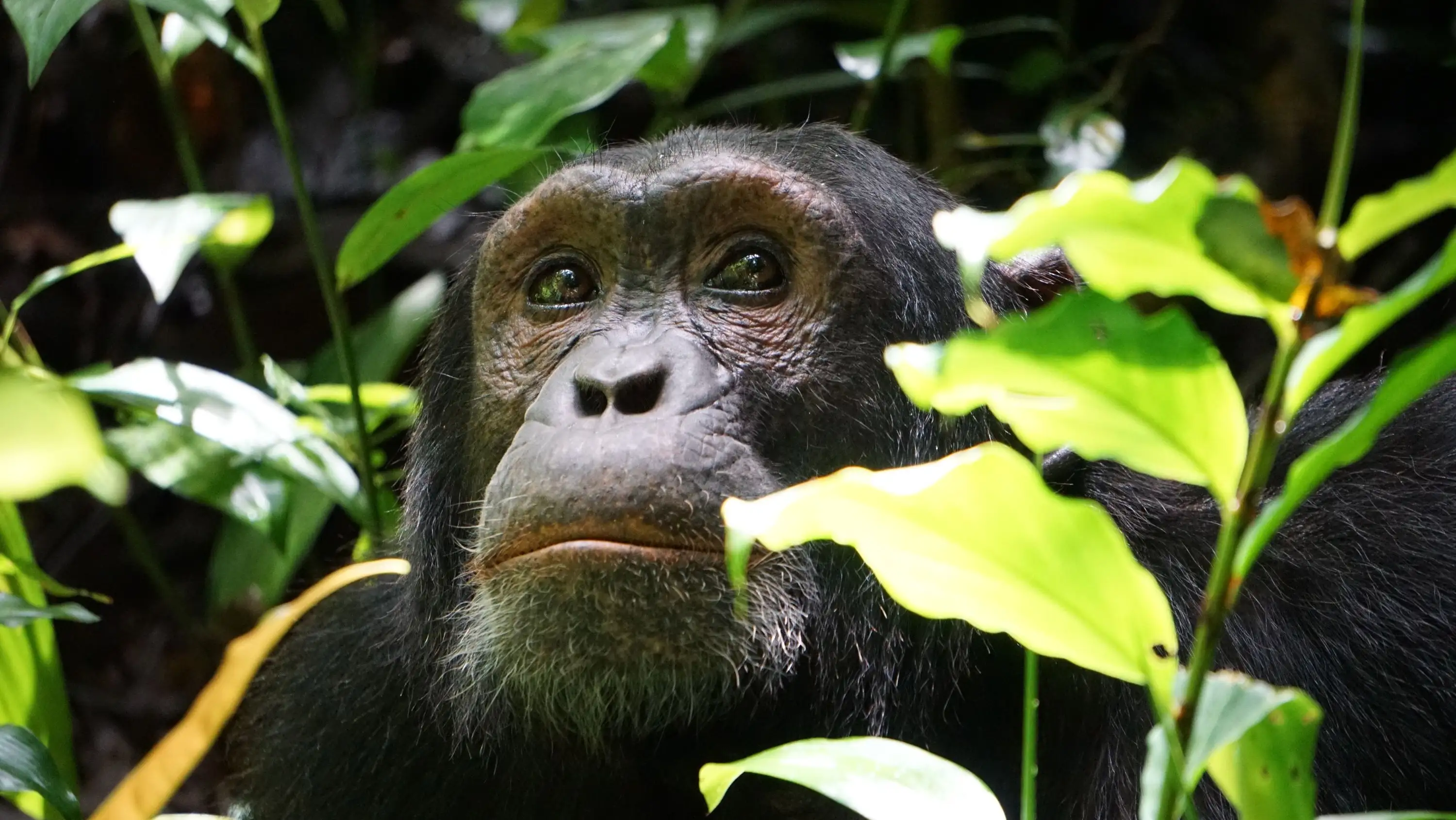 Chimpancé Chimpancé