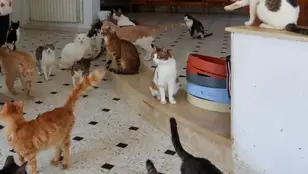 Gatos en una casa