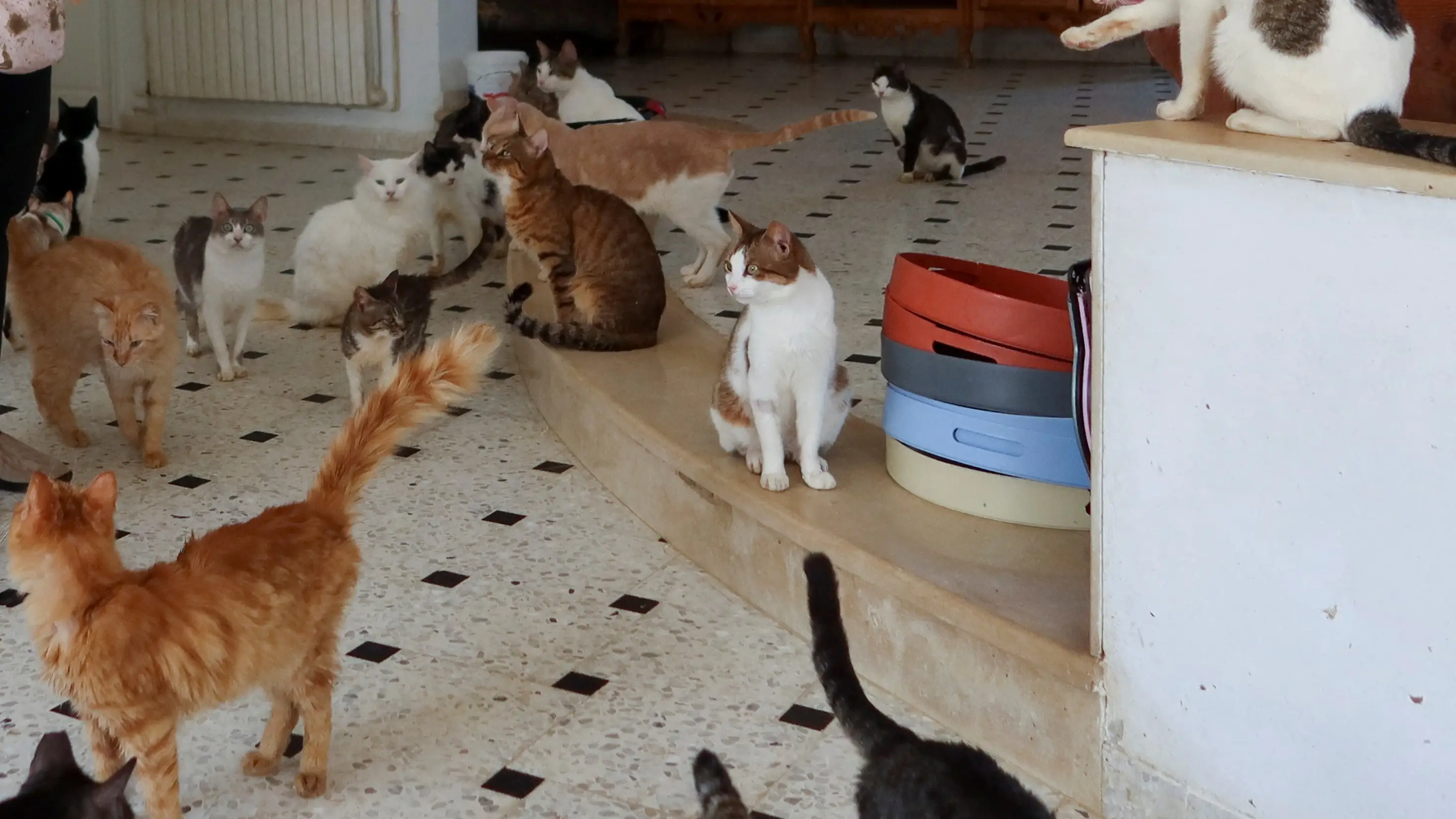 Gatos en una casa Gatos en una casa