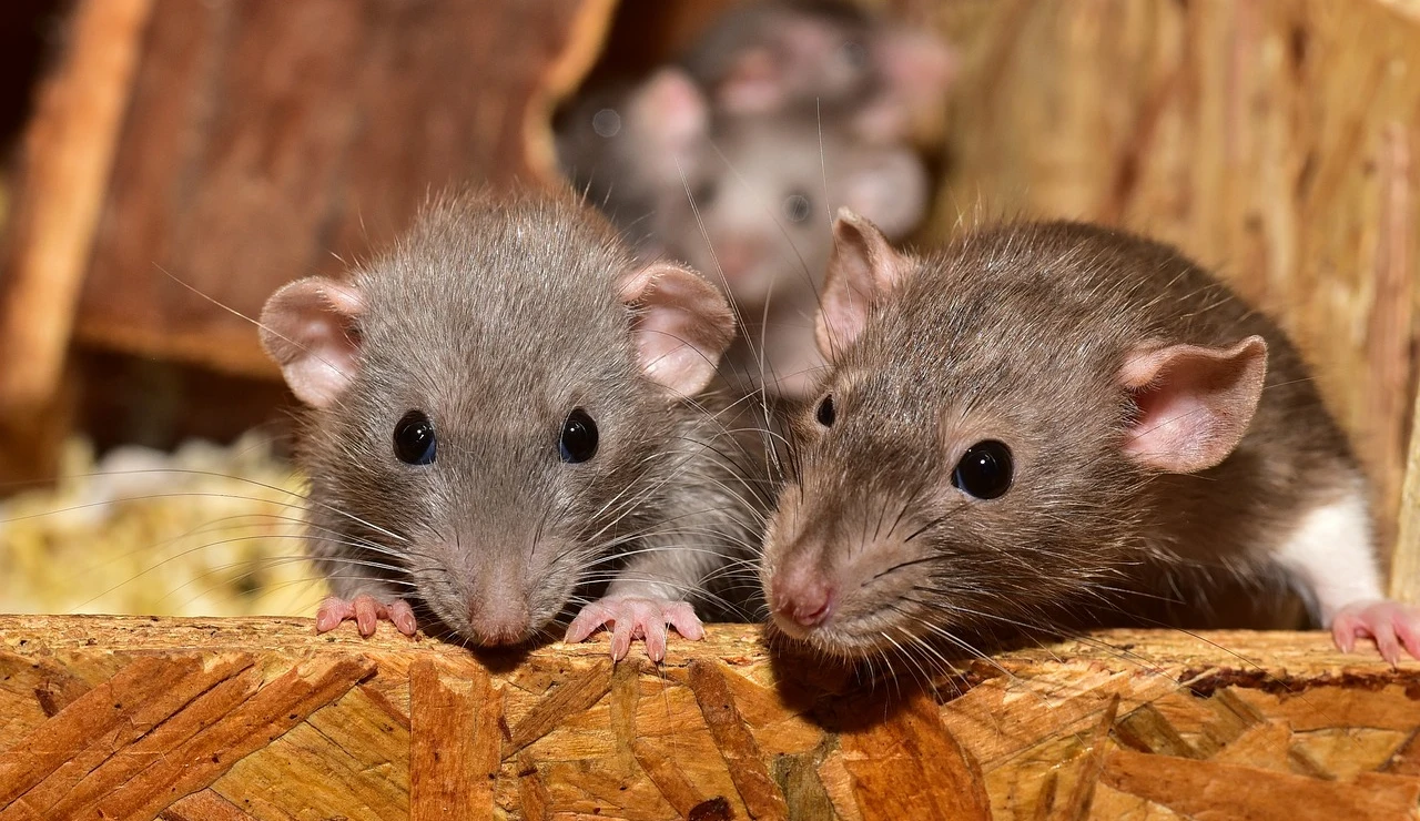 Imagen de archivo de dos ratas