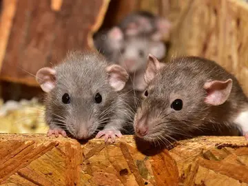 Imagen de archivo de dos ratas Imagen de archivo de dos ratas