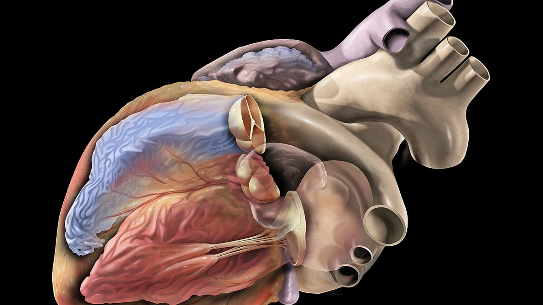 imagen de un corazón imagen de un corazón