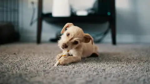 Perro sobre una alfombra Perro sobre una alfombra