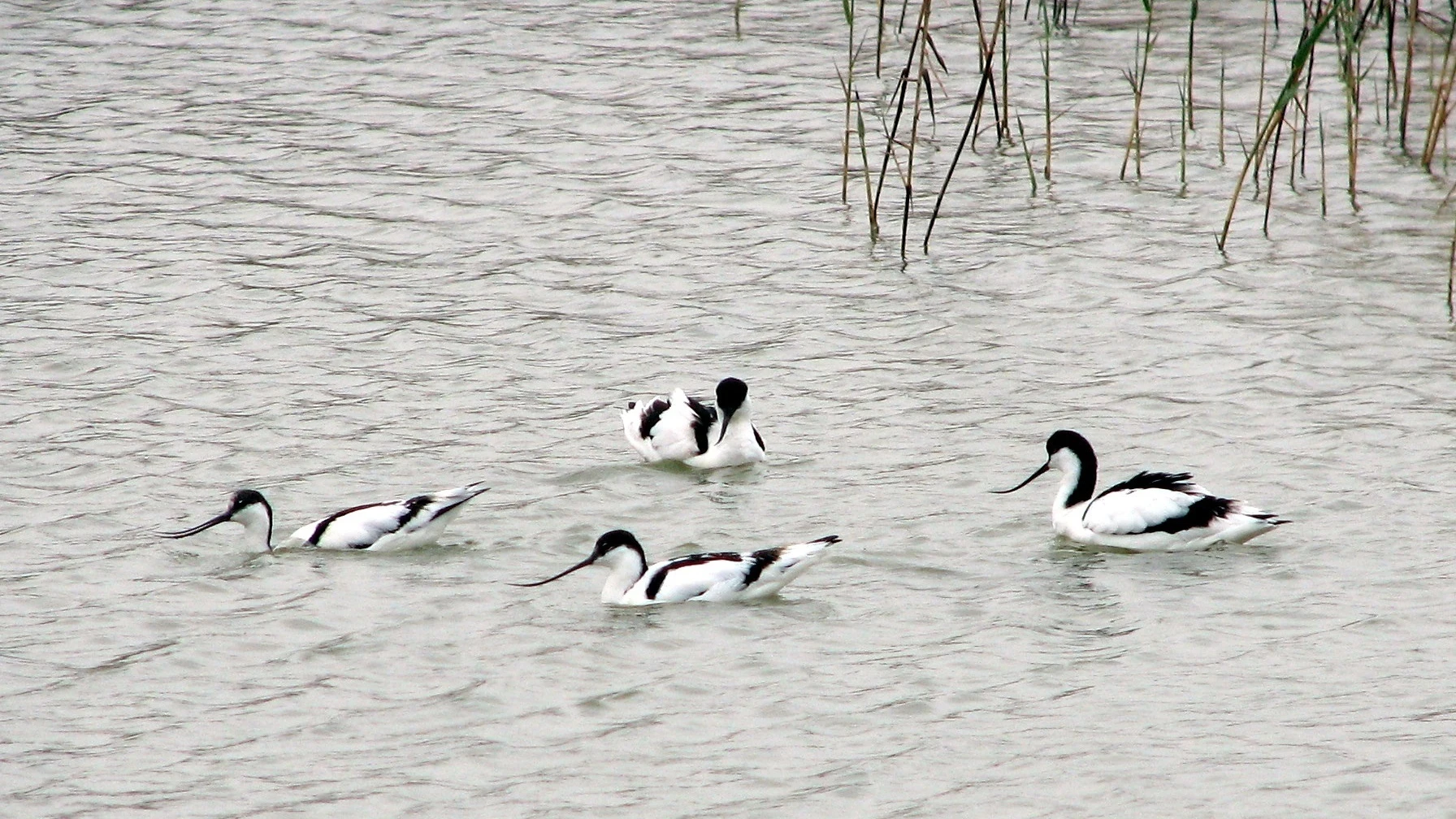 Aves Aves