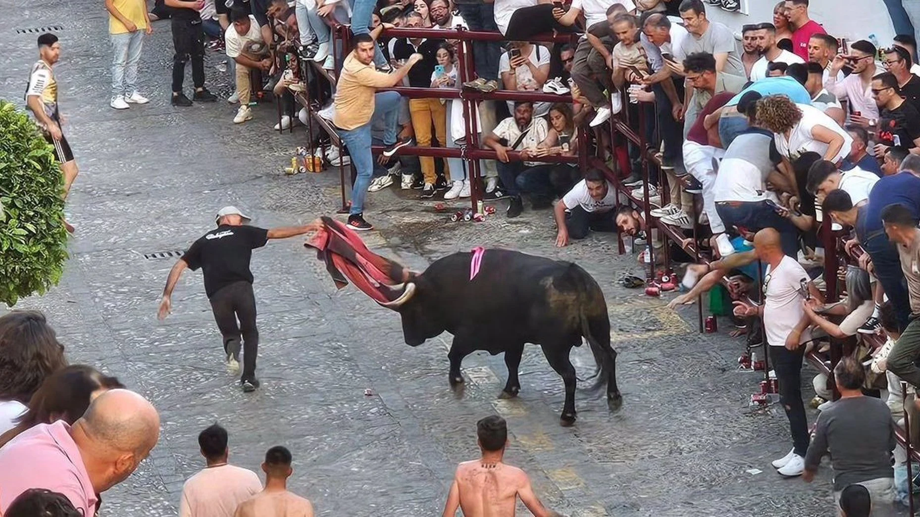  La festividad del Toro del Aleluya de Arcos de la Frontera deja cuatro heridos
