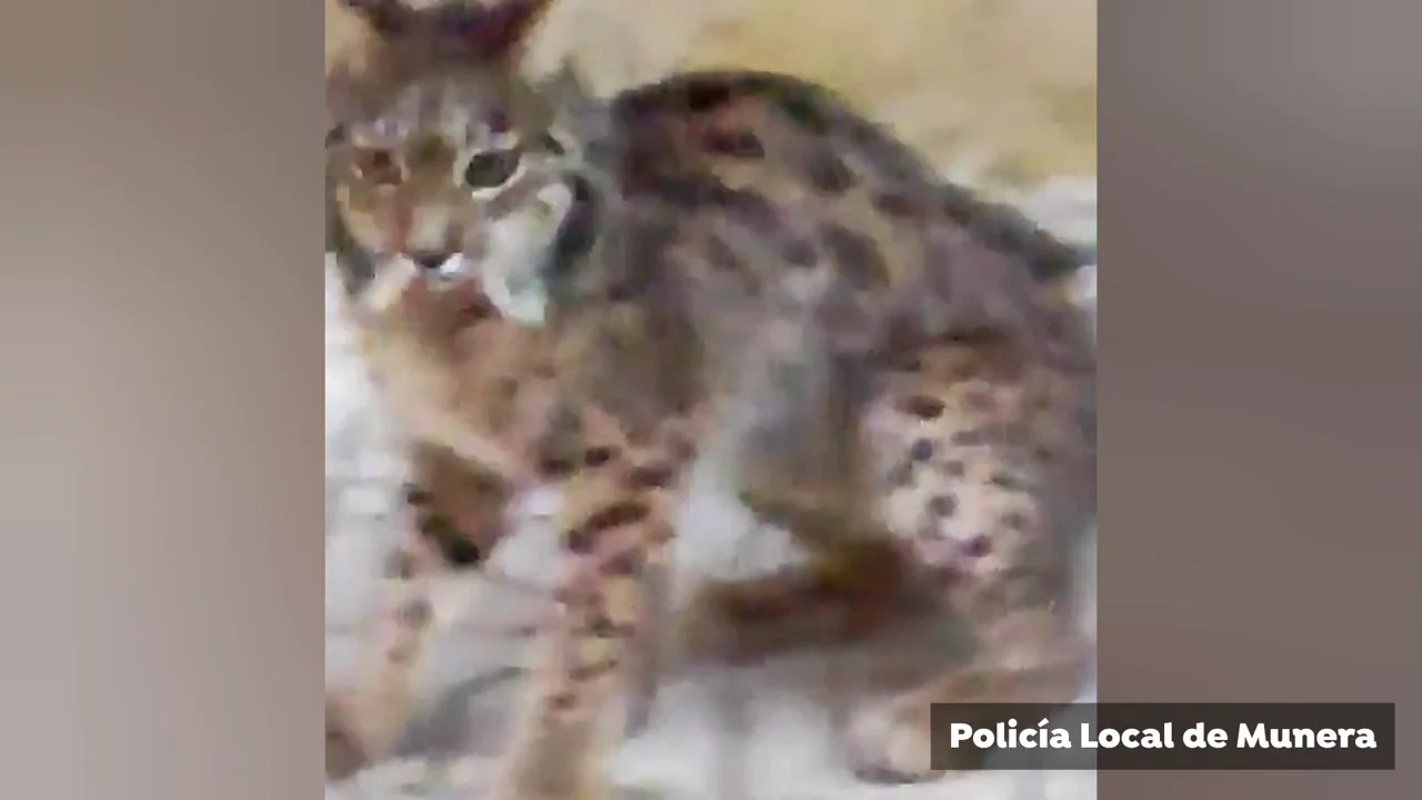 Sorpresa entre los vecinos de Munera (Albacete) al encontrarse a un lince ib&eacute;rico pase&aacute;ndose por las calles del pueblo