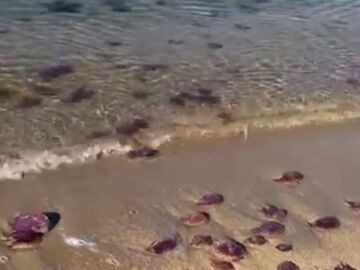 Las medusas invaden la playa de ElBulli en la Cala Montjoi de Roses