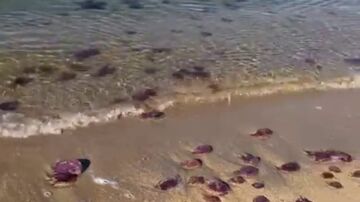 Las medusas invaden la playa de ElBulli en la Cala Montjoi de Roses
