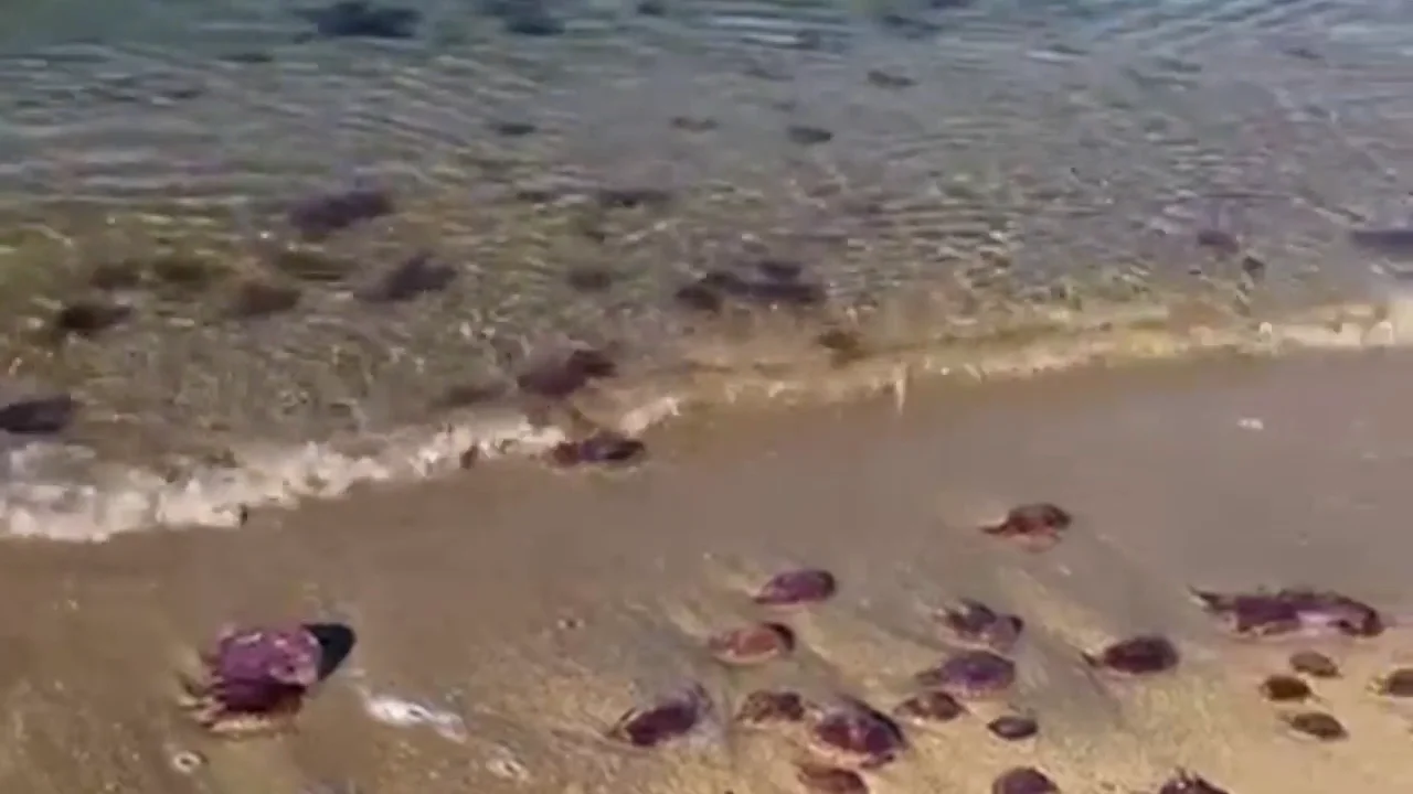 Las medusas invaden la playa de ElBulli en la Cala Montjoi de Roses Las medusas invaden la playa de ElBulli en la Cala Montjoi de Roses