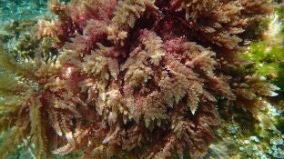 Las algas tropicales avanzan por el Mediterr&aacute;neo a un ritmo sin precedentes