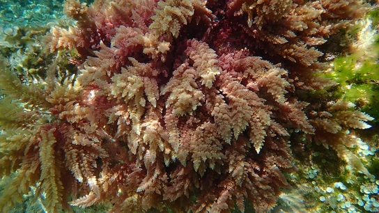 Las algas tropicales avanzan por el Mediterráneo a un ritmo sin precedentes Las algas tropicales avanzan por el Mediterráneo a un ritmo sin precedentes