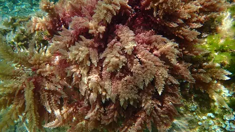 Las algas tropicales avanzan por el Mediterráneo a un ritmo sin precedentes Las algas tropicales avanzan por el Mediterráneo a un ritmo sin precedentes