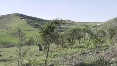 GranCa Live Forest, el bosque que nace gracias a la música