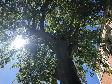 Árboles para mitigar el calor Árboles para mitigar el calor