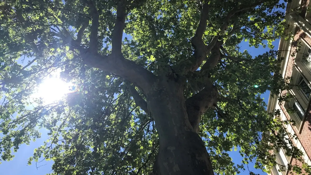 Árboles para mitigar el calor Árboles para mitigar el calor