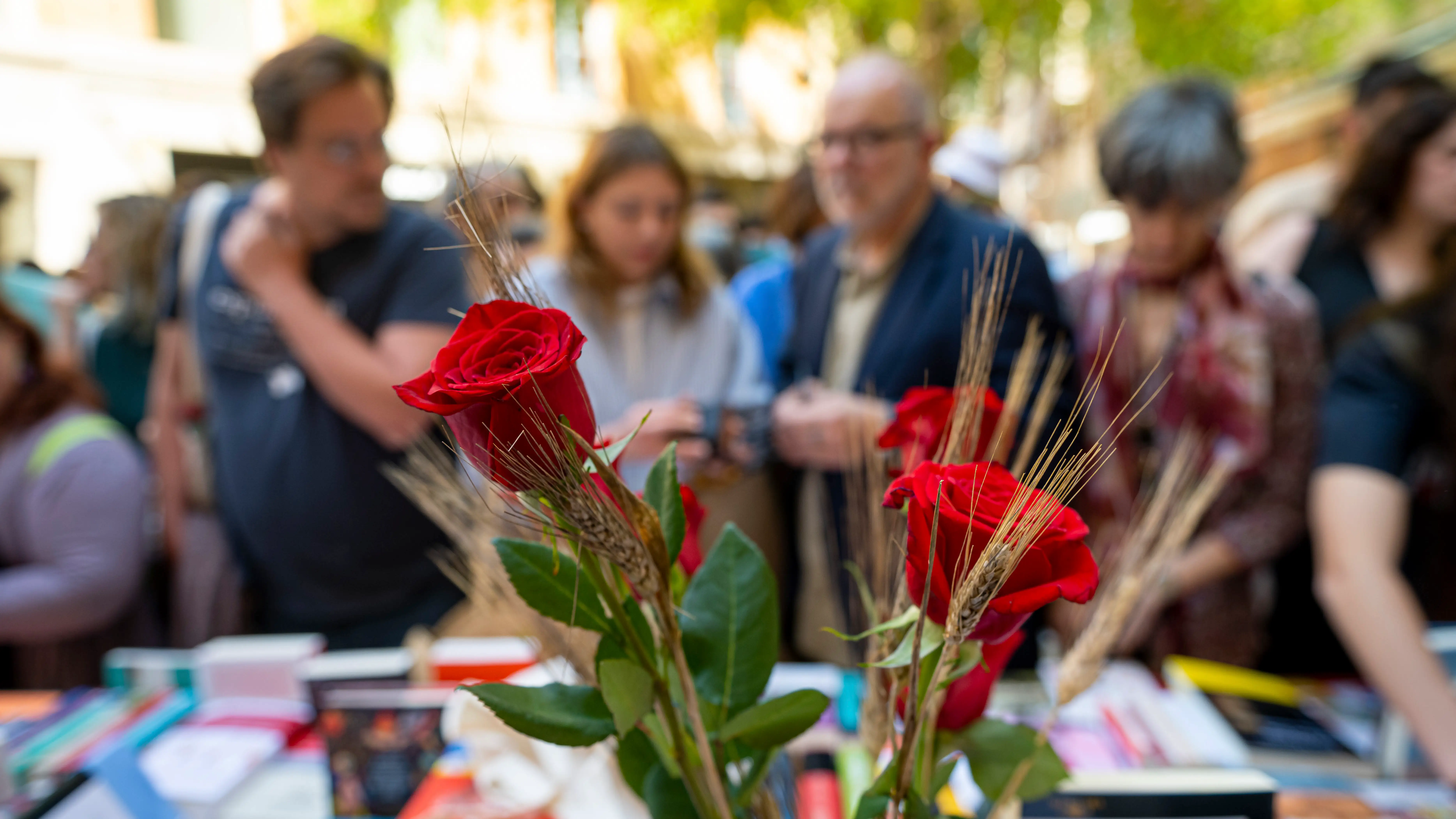 Rosas en Sant Jordi 2024 Rosas en Sant Jordi 2024