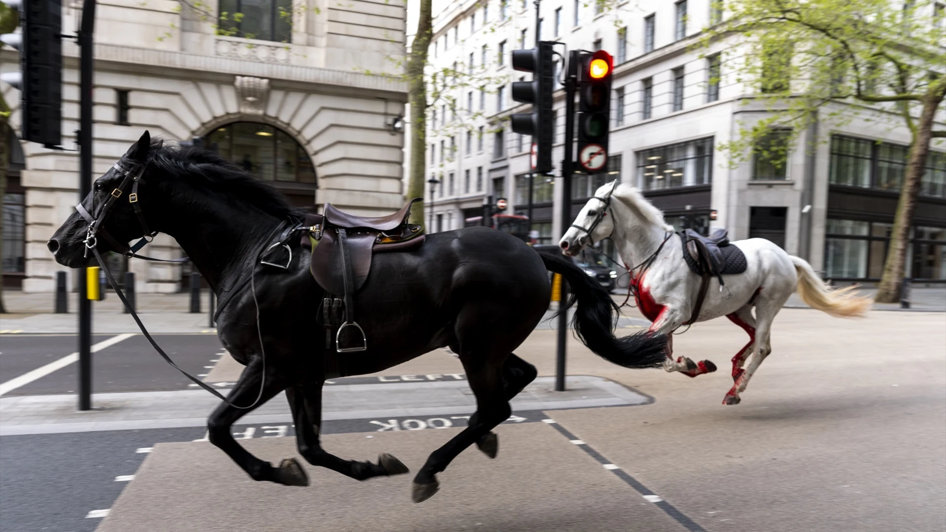Caballos galopan en Londres