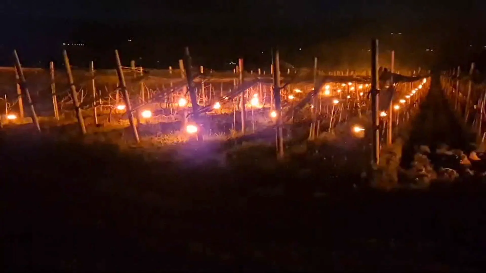 Fuego para evitar las heladas en los viñedos Fuego para evitar las heladas en los viñedos