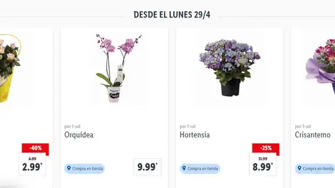 Flores Lidl Flores Lidl