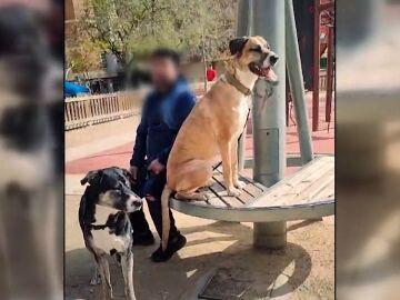 Su mascota ha sido asesinada cuando estaban de paseo por dos perros sin bozal: "Siento un vacío muy grande"