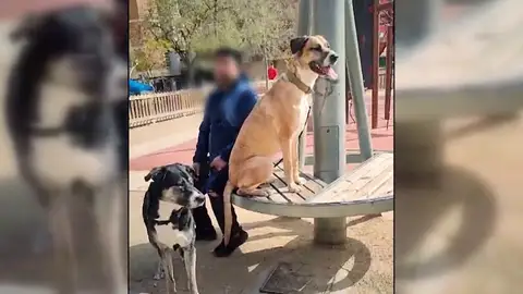 Su mascota ha sido asesinada cuando estaban de paseo por dos perros sin bozal: "Siento un vacío muy grande" Su mascota ha sido asesinada cuando estaban de paseo por dos perros sin bozal: "Siento un vacío muy grande"