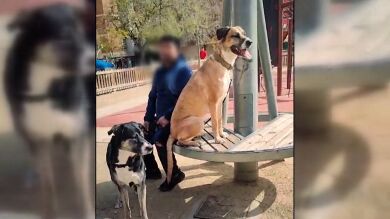 Su mascota ha sido asesinada cuando estaban de paseo por dos perros sin bozal: 