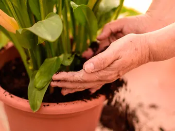 Transplante de plantas Transplante de plantas