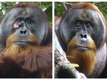 Rakus, orangután de Sumatra