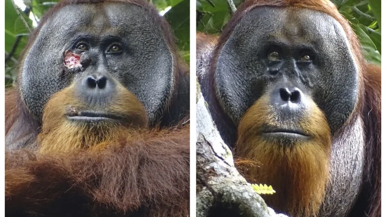 Rakus, orangut&aacute;n de Sumatra