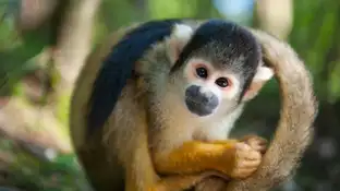 mono ardilla mono ardilla
