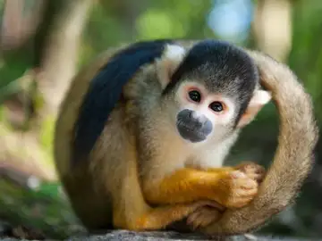 mono ardilla mono ardilla