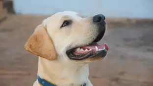 perro labrador perro labrador