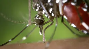 mosquito tigre mosquito tigre