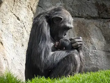 La hembra se aferra al cadáver de su bebé La hembra se aferra al cadáver de su bebé