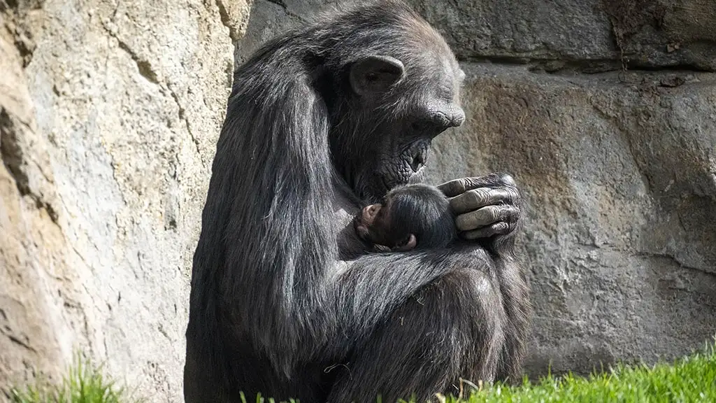 La hembra se aferra al cad&aacute;ver de su beb&eacute;