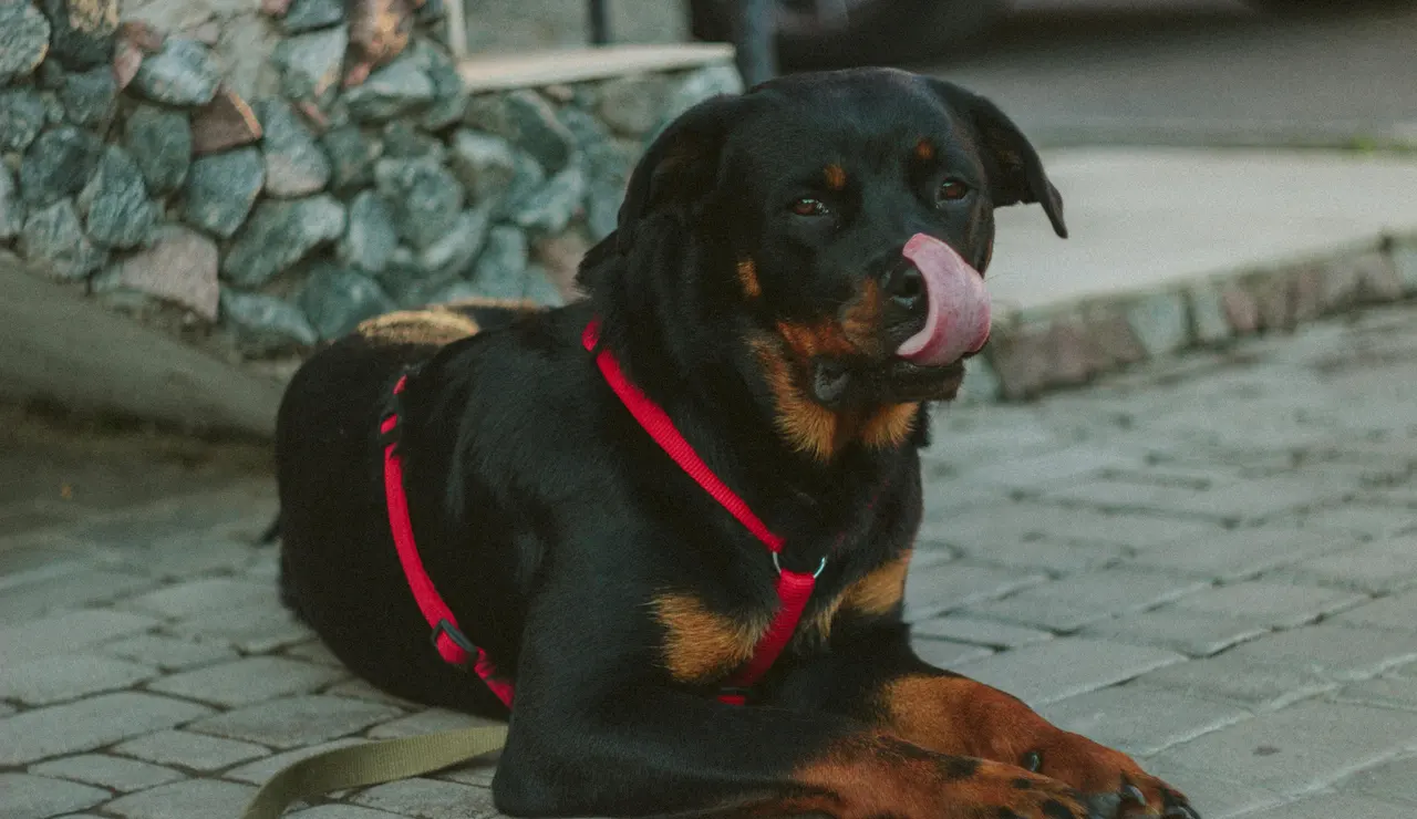 Imagen de archivo de un perro de raza &#39;rottwailer&#39; 