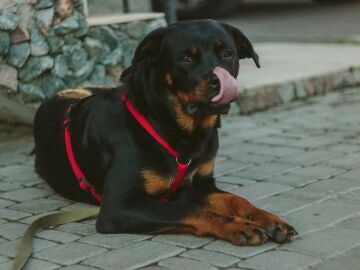Imagen de archivo de un perro de raza 'rottwailer' 